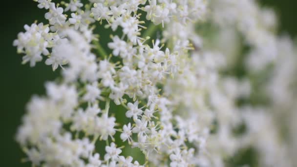 Närbild Vita Små Blommor Wayfaring Tree Flyttar Vind Trädgården — Stockvideo