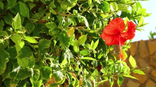 Primer Plano Hermosas Flores Rojas Con Hojas Verdes — Vídeo de stock