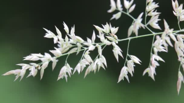 Close Van Plant Bewegen Tijdens Winderige Weer Groen Onscherpe Achtergrond — Stockvideo