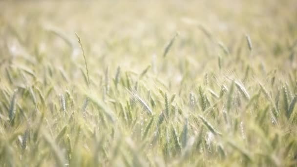 Selektiver Fokus Der Weizenbewegung Bei Windigem Wetter Feld — Stockvideo