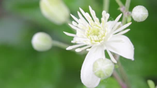 美しい白い花の庭の風による移動の選択と集中 — ストック動画