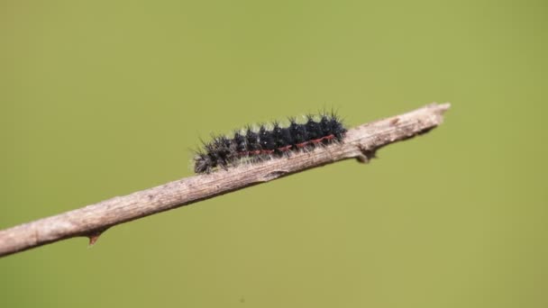 Selective Focus Black Caterpillar Crawling Branch Blurred Background — Stock Video
