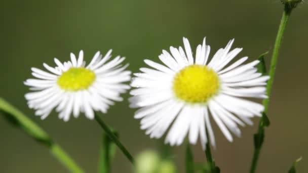 Foyer Sélectif Belles Marguerites Déplaçant Par Vent Dans Parc — Video