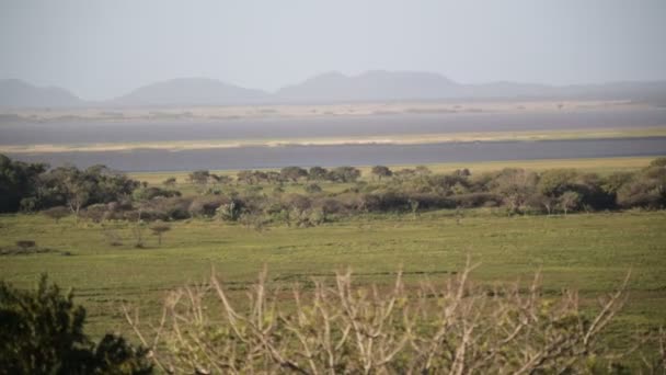 Tsitsikamma Rezerv Güney Afrika Doğal Görüntüleri — Stok video