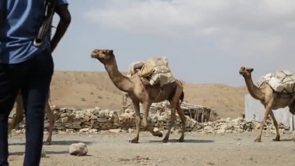 Живописный Вид Каравана Верблюдов Неопознанных Людей Пустыне Дневное Время — стоковое видео