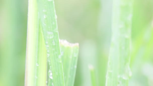 Vue Rapprochée Belle Herbe Verte Dans Vent Fond Naturel — Video