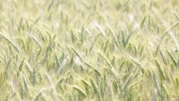 Trigo Moviéndose Durante Clima Ventoso Campo — Vídeos de Stock