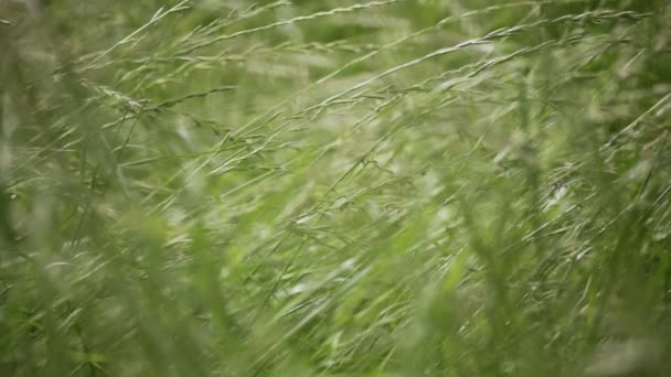 Зелена Трава Рухається Вітром Полі — стокове відео