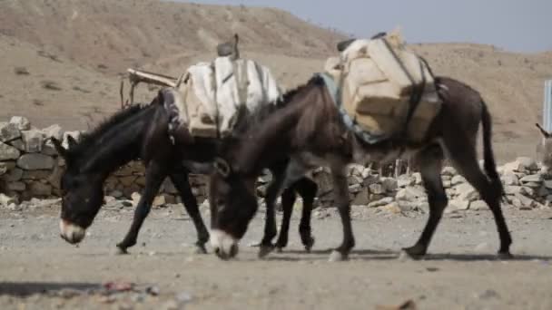 Caravane Ânes Transportant Sel Sur Route Rurale Dans Village — Video
