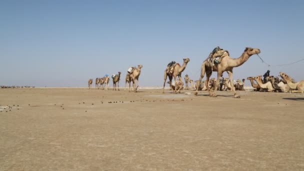 Scenic View Camels Caravan Unidentified People Desert Daytime — Stock Video