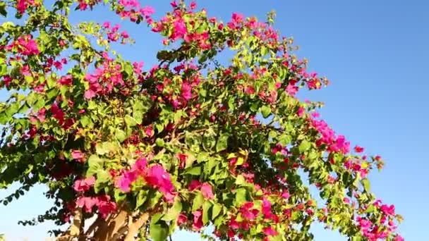 Malerischer Blick Auf Schöne Rote Blumen Baum Vor Blauem Himmel — Stockvideo
