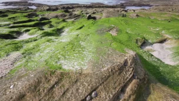 Szenische Aufnahmen Des Tsitsikamma Reservats Südafrika — Stockvideo