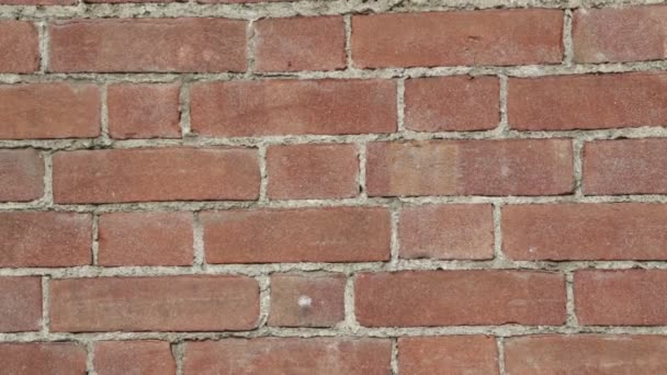 Zbliżenie Stary Brązowy Ściana Cegły — Wideo stockowe