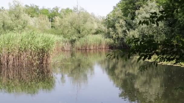 bel étang avec roseaux près du Canard colvert, en italie  