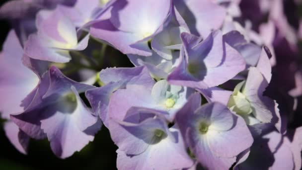 Mooie Kleine Violet Hydrangea Bloemen Tuin — Stockvideo