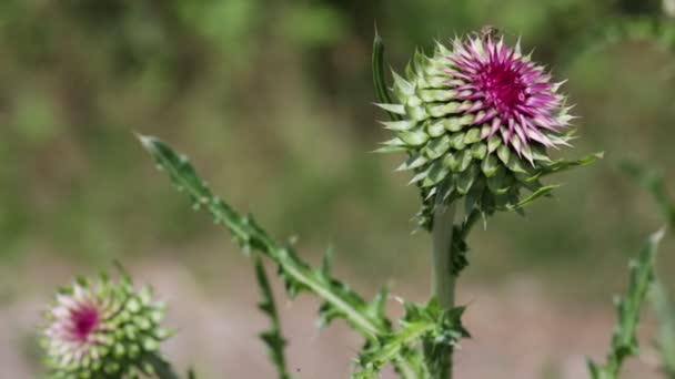 Röda Blommor Med Törnen Som Flyttas Vinden Grönt Fält — Stockvideo