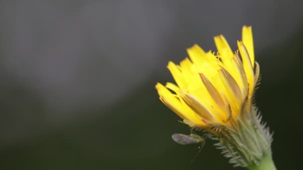 Blooming Yellow Dandelion Flower Moving Wind Field — Stock Video