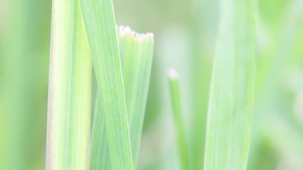 Nahaufnahme Des Schönen Grünen Grases Gras Wind Natürlicher Hintergrund — Stockvideo