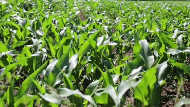 Campo Milho Bonito Verde Fazenda Campo — Vídeo de Stock