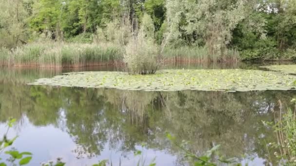 Красивый Пруд Спокойной Водой Зелеными Деревьями Живописный Природный Фон — стоковое видео