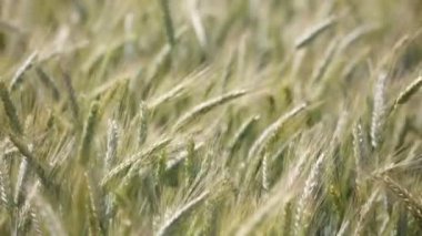 Buğday alan rüzgarlı havalarda sırasında hareket yakın çekim