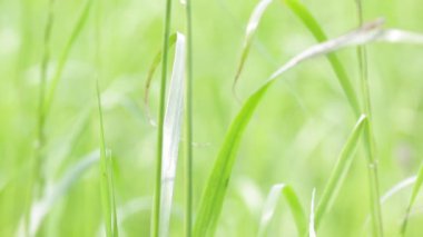 güzel doğal arka plan çim rüzgar ile yakından görmek