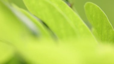 dal arka plan bulanık Park'ta güzel yeşil yapraklar