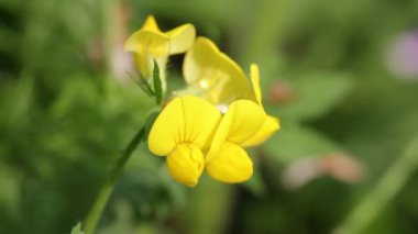 tarafından alan rüzgarda hareketli çiçek açması sarı çiçek