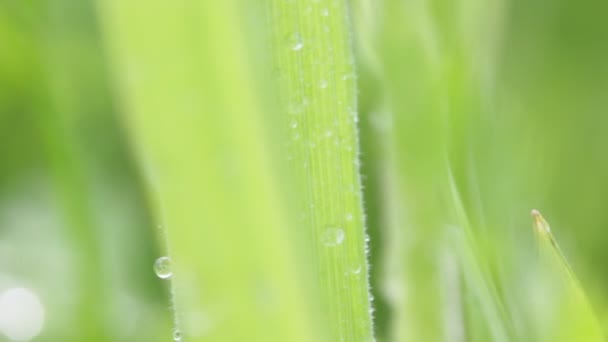 在田野里随风移动的绿草的特写 — 图库视频影像