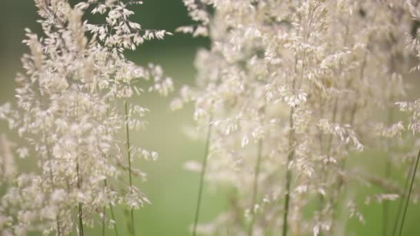 Gyönyörű Szántóföldi Növények Mozgó Szél — Stock videók