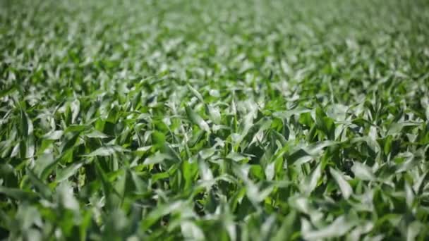 Grüner Schöner Mais Der Sich Durch Wind Auf Dem Land — Stockvideo