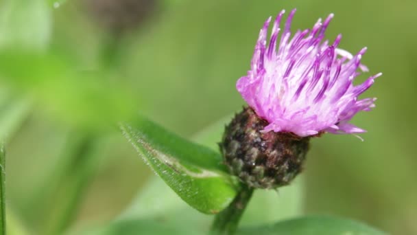 Uma Flor Violeta Movimento Durante Tempo Ventoso — Vídeo de Stock