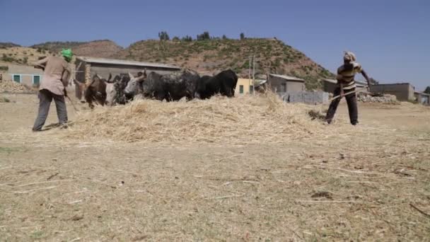 Bauer Schlägt Kühe Getreide Auf Bauernhof Reinigen — Stockvideo