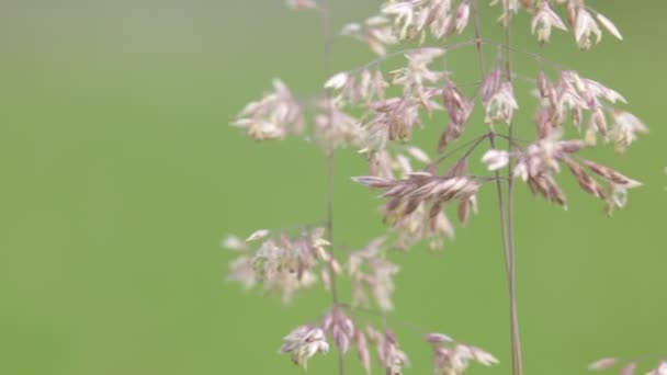 Close Beautiful Field Plants Moving Wind — Stock Video