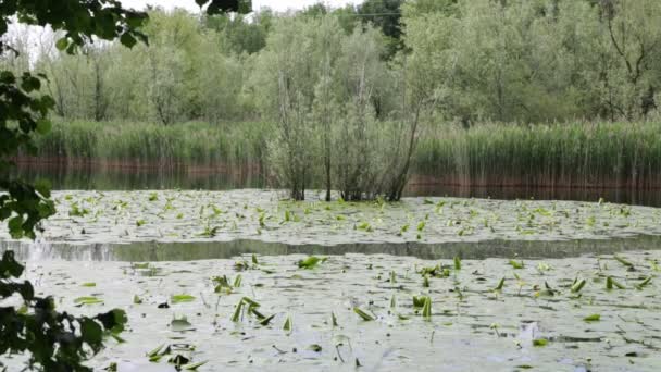 Beautiful Lake Calm Water Green Trees Italy — Stock Video