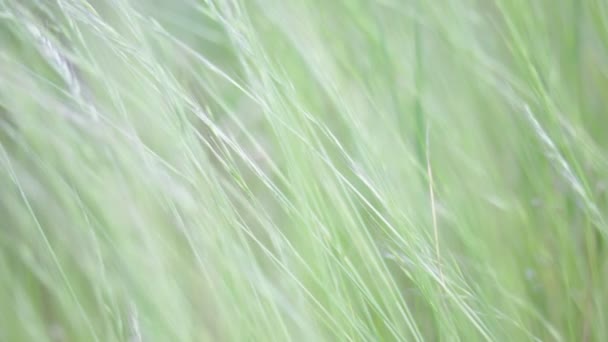 美しい緑の芝生の草風 自然な背景のクローズ アップ ビュー — ストック動画