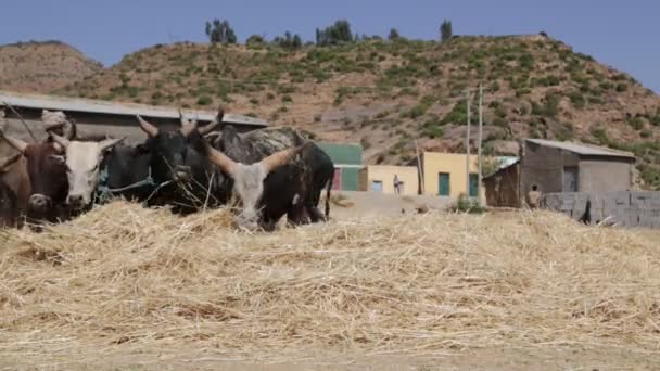 Granjero Golpeando Vacas Para Limpiar Granos Granja — Vídeos de Stock