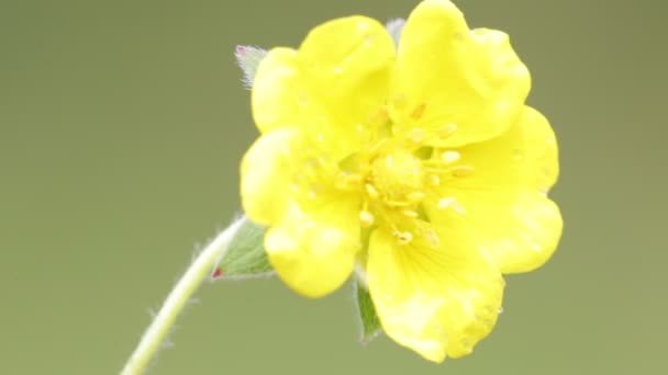 Fiore Giallo Chiaro Che Muove Dal Vento Nel Campo — Video Stock