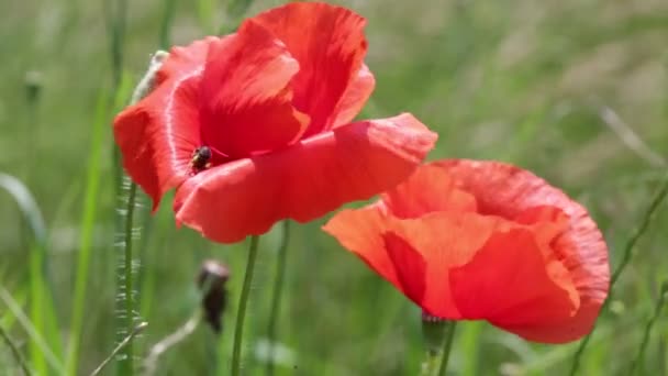 Selective Focus Beautiful Red Flowers Blurred Background — Stock Video