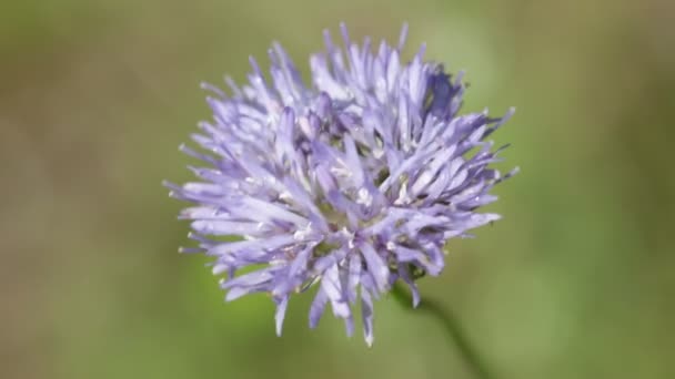 Fiore Viola Movimento Durante Tempo Ventoso — Video Stock