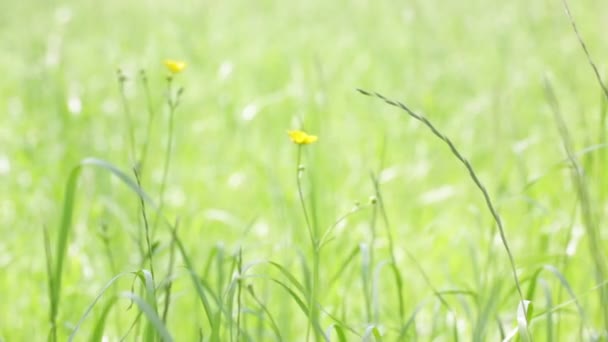 Zbliżenie Piękna Naturalnego Tła Trawy Wiatr — Wideo stockowe