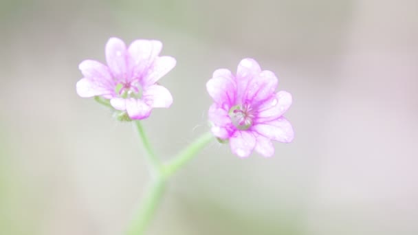 Fleurs Mauves Claires Déplaçant Par Vent Dans Jardin — Video