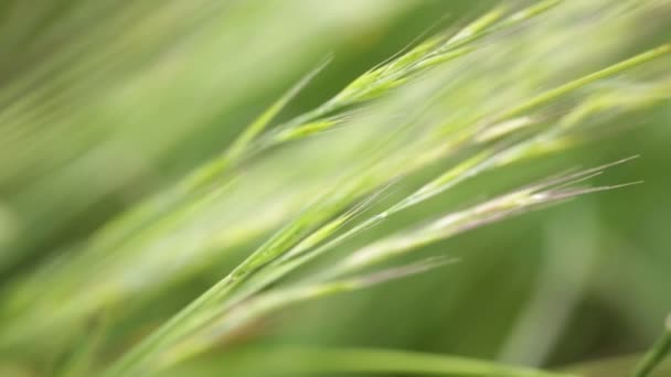 Зеленая Трава Движется Ветром Поле — стоковое видео