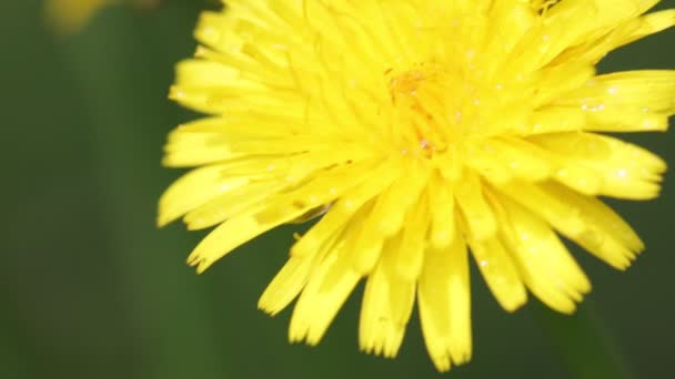 在田野里随风移动的盛开的黄色蒲公英花的特写 — 图库视频影像