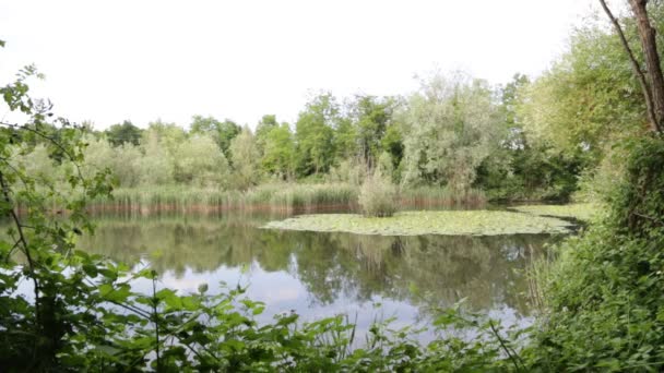 Prachtig Meer Met Kalm Water Groene Bomen Italië — Stockvideo