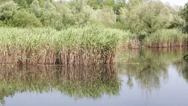 Schöner Teich Mit Schilf Der Nähe Von Stockenten Italien — Stockvideo