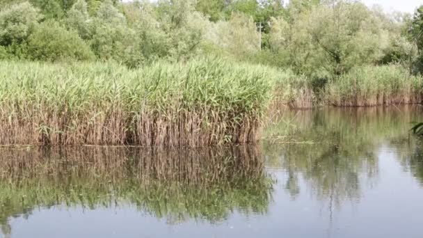 Mooie Vijver Met Riet Buurt Van Wilde Eend Italië — Stockvideo