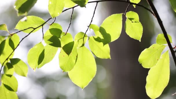 Foglie Albero Verdi Vento Luce Del Sole — Video Stock