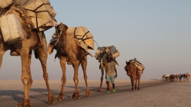 Festői Kilátással Teve Karaván Azonosítatlan Személyek Sivatagban Napközben — Stock videók