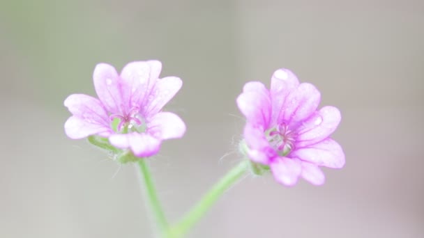 Fleurs Mauves Claires Déplaçant Par Vent Dans Jardin — Video